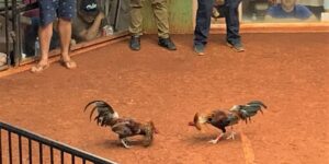 Lợi ích khi chơi đá gà mỹ trực tiếp tại Soc88