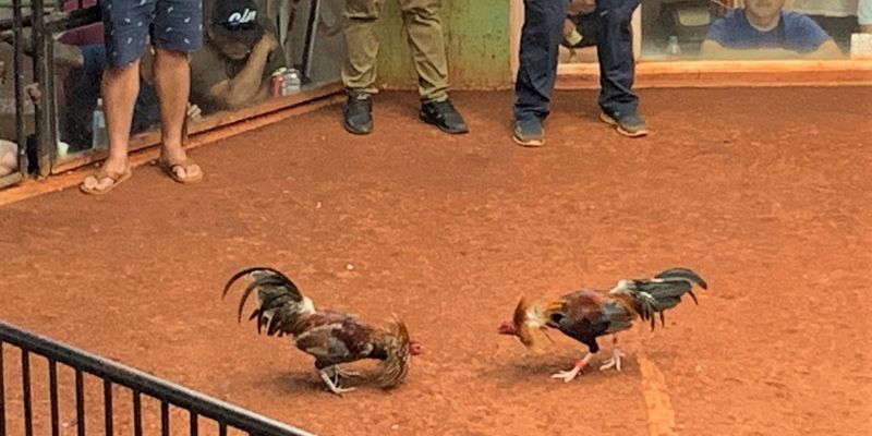 Đá gà mỹ trực tiếp Lợi ích khi chơi đá gà mỹ trực tiếp tại Soc88