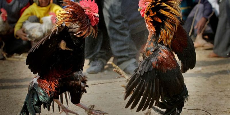 Đá gà mỹ trực tiếp Lý do đá gà mỹ trực tiếp thu hút người chơi