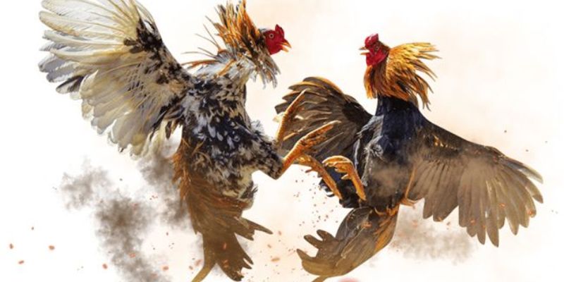 Phân tích tỷ lệ cược trong đá gà