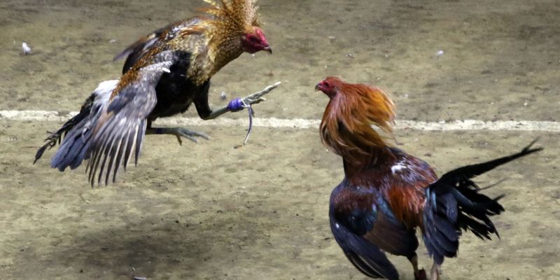 Vì sao cần biết cách nhận biết gà đá hay